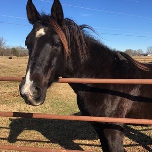 Meet your Posher, Amelia